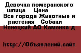 Девочка померанского шпица. › Цена ­ 40 000 - Все города Животные и растения » Собаки   . Ненецкий АО,Каменка д.